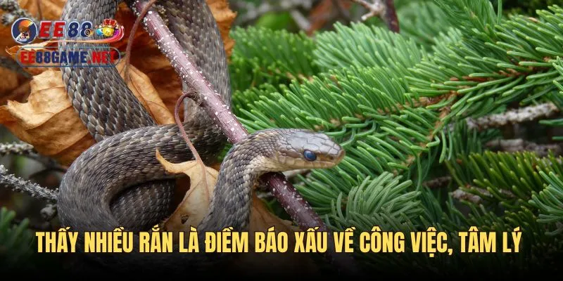 Thấy nhiều rắn là một điềm báo xấu về công việc